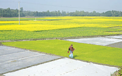 寒波により冬作物の病害リスクが上昇