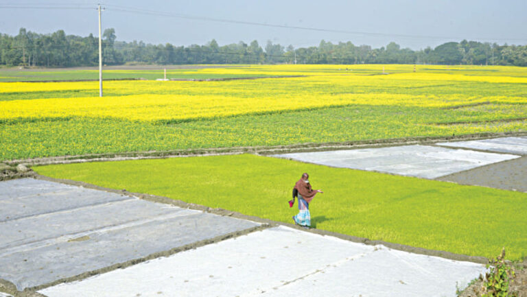 寒波により冬作物の病害リスクが上昇