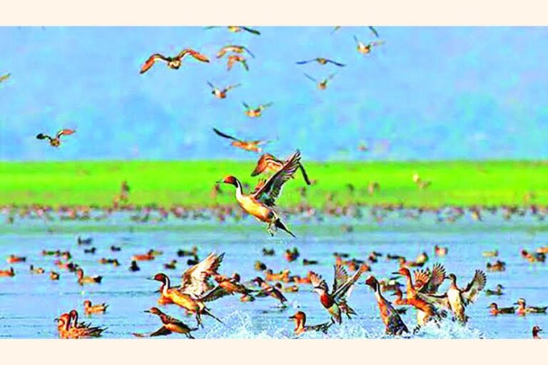 渡り鳥はタンガー・ハオルを飛び越え続ける