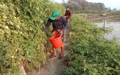 ゴパルガンジの生産者はトマトを売って高値で売れる