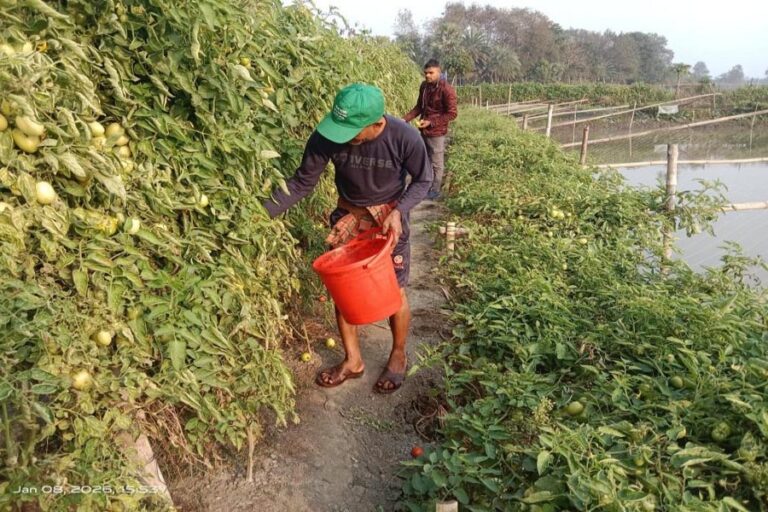 ゴパルガンジの生産者はトマトを売って高値で売れる