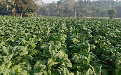 ラム県チャカリア郡ではタバコ栽培の増加が深刻なリスクをもたらしている