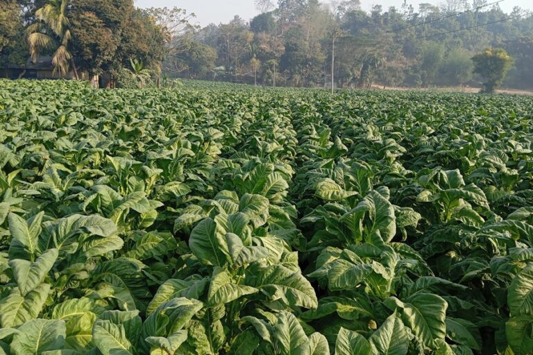 ラム県チャカリア郡ではタバコ栽培の増加が深刻なリスクをもたらしている