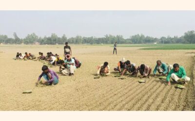 化学肥料の使用によりパブナの土壌の質が悪化