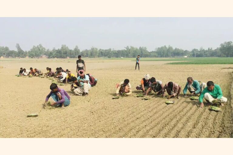 化学肥料の使用によりパブナの土壌の質が悪化