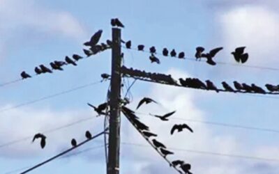 カラスと人間の友好的な関係