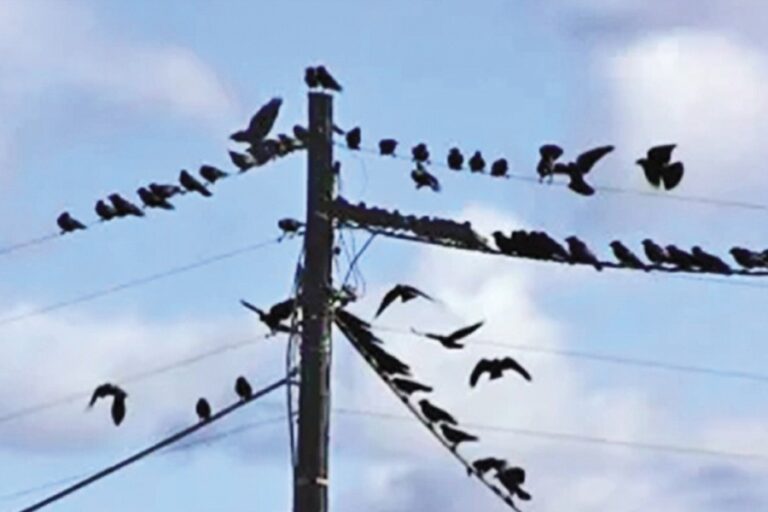 カラスと人間の友好的な関係