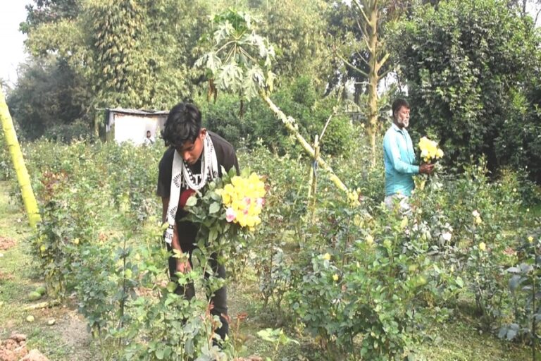 2月にシンガイル、マニクガンジの花の売上が3500万タカに達する見込み