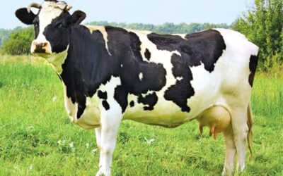 米国の牛肉農家は高コストと消費者の疲弊に悩まされている