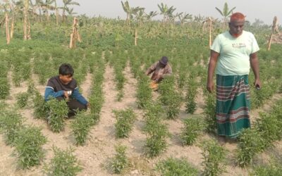 ボグラの青唐辛子はインドの供給不足を利用