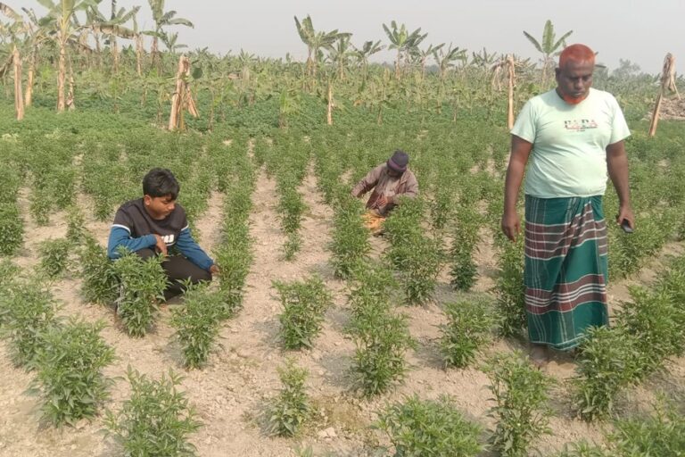 ボグラの青唐辛子はインドの供給不足を利用