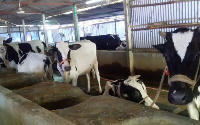 パブナの貧しい酪農家が「ダダンの罠」で借金に陥る