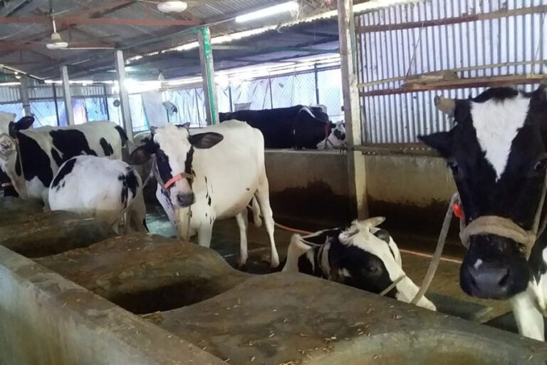 パブナの貧しい酪農家が「ダダンの罠」で借金に陥る