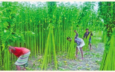 BB、原料黄麻輸出業者向け融資の繰り延べ期限を延長