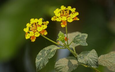 トップショット（2026年2月26日）