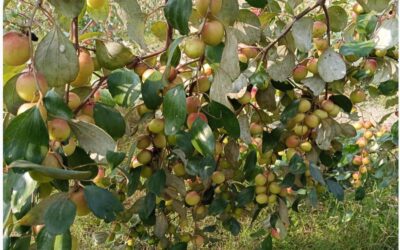 ナツメ栽培はゴパルガンジの農家に莫大な利益をもたらす