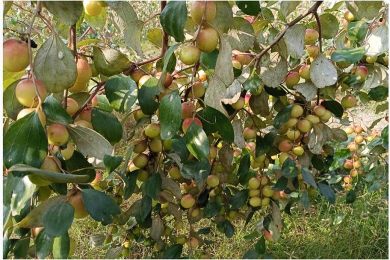 ナツメ栽培はゴパルガンジの農家に莫大な利益をもたらす