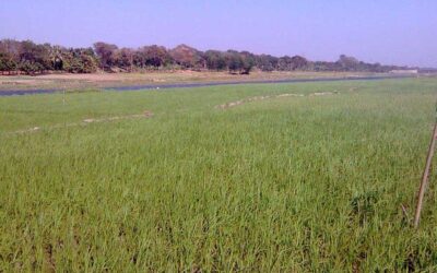 マグラの農家はボロの豊作を期待