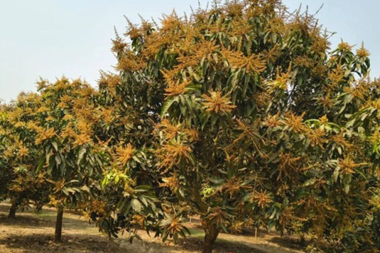 ラングプールのハリバンガマンゴー園に蕾が咲き誇る