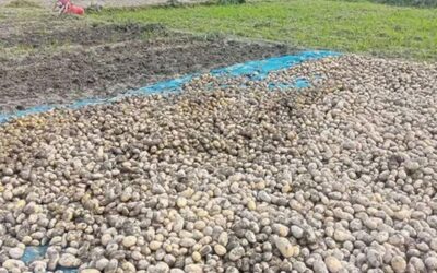 突然の雨がラングプールのジャガイモ農家に新たな打撃を与える