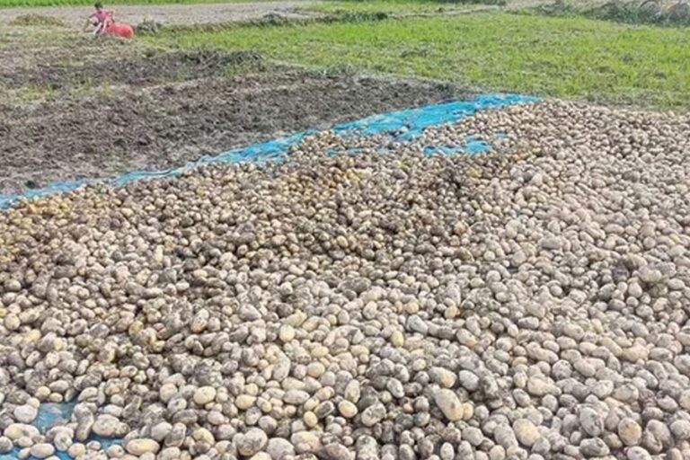 突然の雨がラングプールのジャガイモ農家に新たな打撃を与える