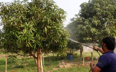 早期結実により、マンゴーの豊作への期待が高まる