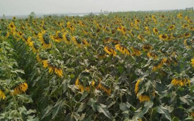 ラルモニルハットのティスタ渓谷ではタバコ栽培に代わってヒマワリが栽培されている