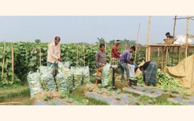 長引く干ばつの後、雨がシレット・スナムガンジの農民に安堵をもたらした。