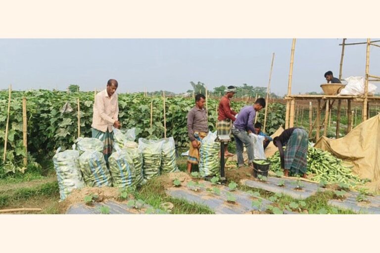 長引く干ばつの後、雨がシレット・スナムガンジの農民に安堵をもたらした。