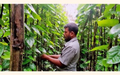 マグラの農民たちがキンマの葉の栽培で運命を好転させる
