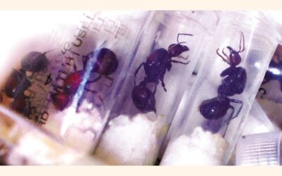 アリの密輸と奇妙な人間の趣味