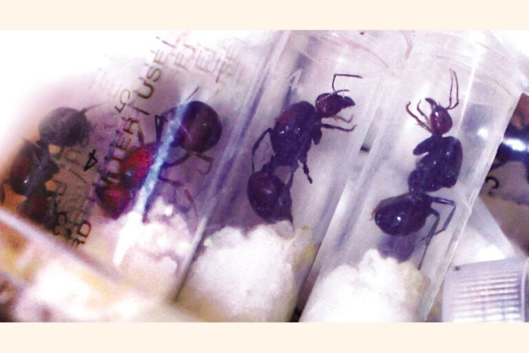 アリの密輸と奇妙な人間の趣味