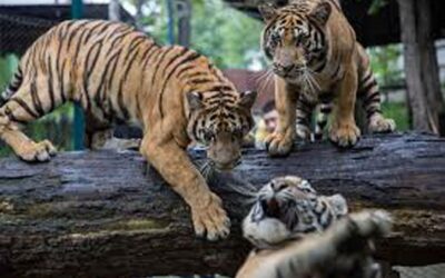 インドネシアの動物園でトラの赤ちゃんがウイルスにより死亡