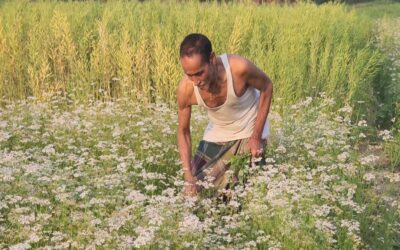 コリアンダー栽培はシャリアトプールの農家に大きな利益をもたらす