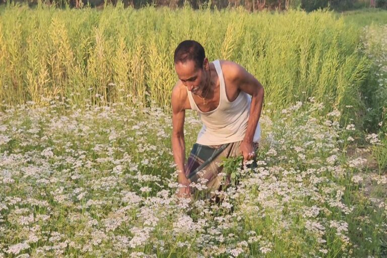 コリアンダー栽培はシャリアトプールの農家に大きな利益をもたらす