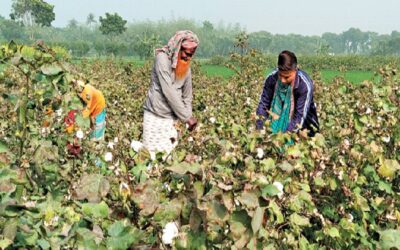綿花栽培は利益率が高く、年間生産量は10億タカ