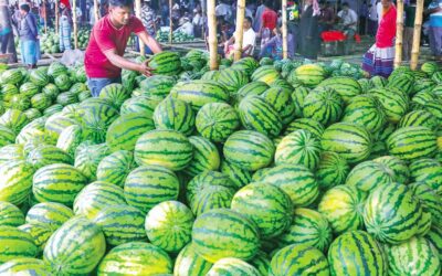 スイカの過剰供給は農家と消費者の利益にならない