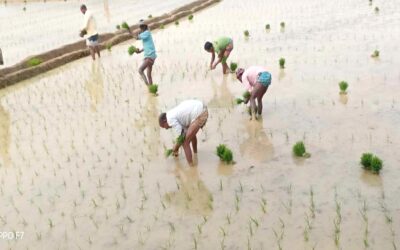 ゴパルガンジのランプールの農民がボロ栽培を開始