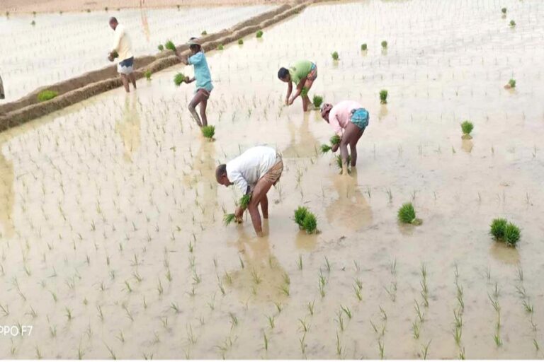 ゴパルガンジのランプールの農民がボロ栽培を開始