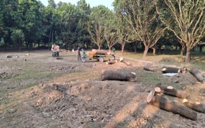 ラジシャヒとチナワブガンジのマンゴー栽培面積は減少、ナオガオンではわずかに増加