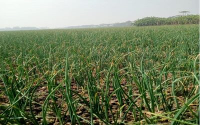 マグラ、ゴパルガンジのタマネギ農家は高値を見込んでいる。