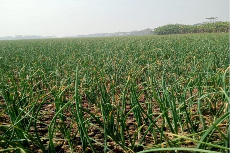 マグラ、ゴパルガンジのタマネギ農家は高値を見込んでいる。