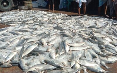 1隻のトロール船が101トンのヒラメを捕獲し、330万タカで売却した。