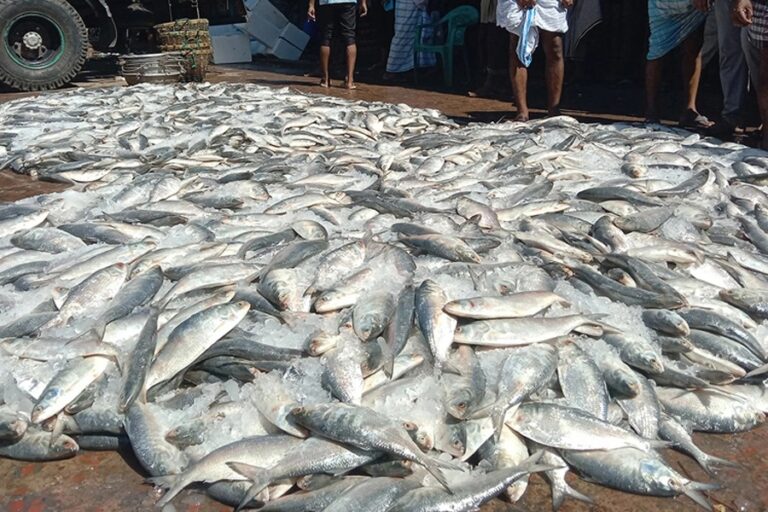 1隻のトロール船が101トンのヒラメを捕獲し、330万タカで売却した。