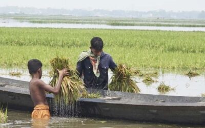 シレット地方で雨と流出水によりボロの収穫量が激減