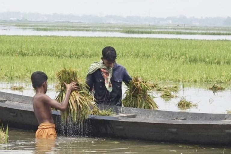 シレット地方で雨と流出水によりボロの収穫量が激減