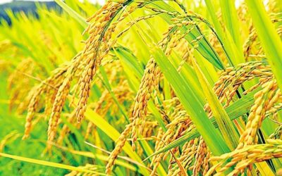 政府はボロ米の収穫期を見込んで米の備蓄量を最大化しようとしている。