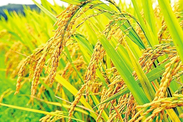 政府はボロ米の収穫期を見込んで米の備蓄量を最大化しようとしている。