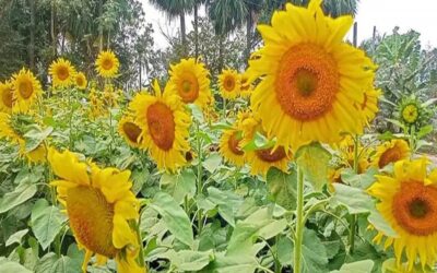 ヒマワリ栽培は、高い収益性と費用対効果で後押しを受けている。