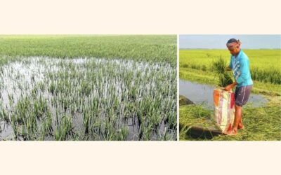 浸水によりボロの水田は壊滅的な被害を受ける